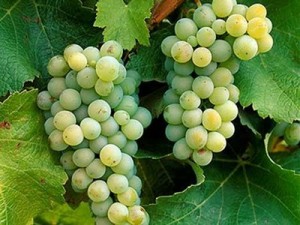 sauvignon_blanc_grapes sauvignon_blanc_grapes