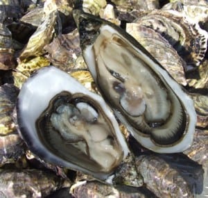 oysters