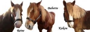 pontet-canet_horses