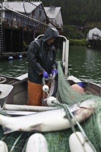 copper river salmon catch2