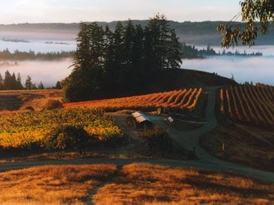 peay vineyards