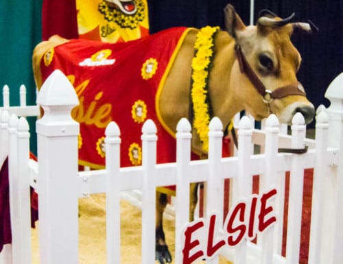 Elsie the Cow was either in a food coma or heavily sedated. 
