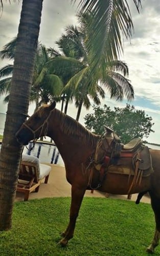 horse at casa aramara