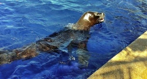 sea lion 2 at casa aramara