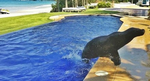 sea lion at casa aramara