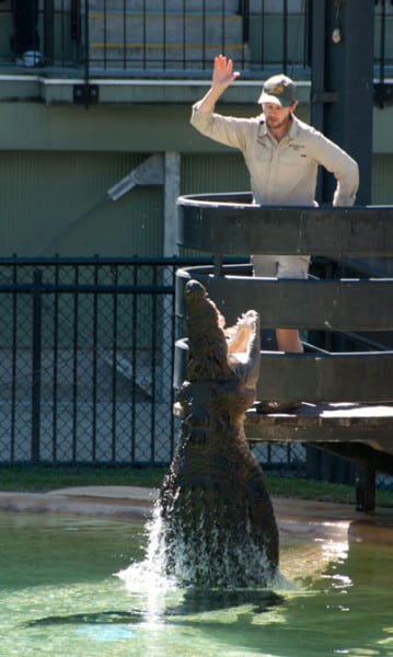 Australia Zoo 3525: Crocodile jumping