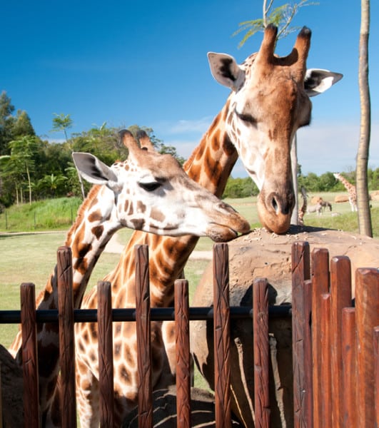 Australia Zoo 3629: Giraffes